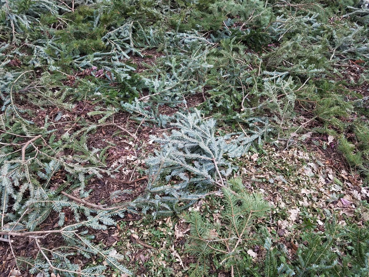 OhioEPA's tweet photo. Discarded Christmas tree limbs can be repurposed to cover perennial beds and help provide protection from the winter cold. #GreenHolidayTips https://t.co/nz64vdOuBA