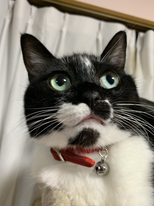 2、猫がかわいい 