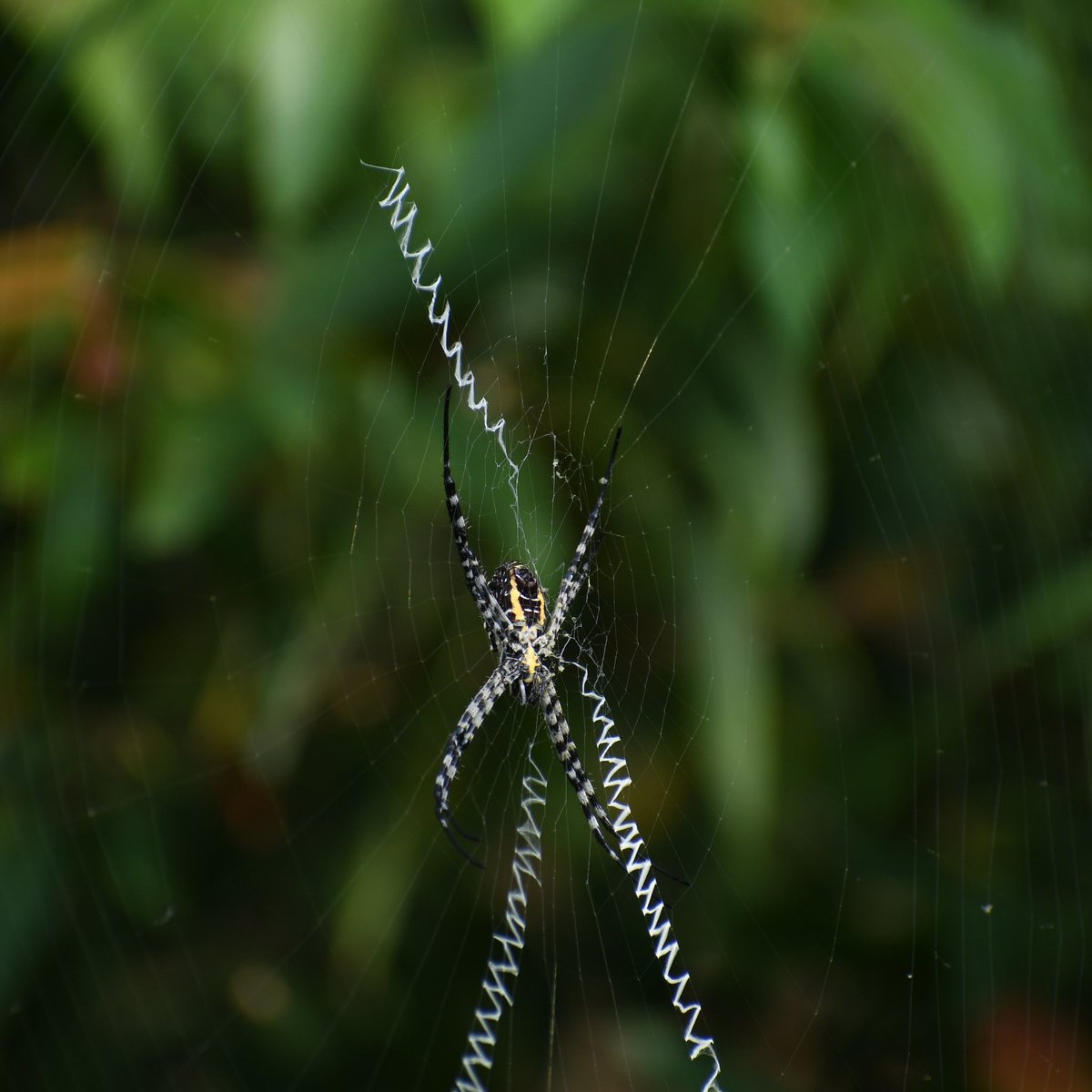 Spider's autograph.. 🕷️

Argiope anasuja, a signature spider, which has web decoration resembling letters.. 

#FieldDiaries