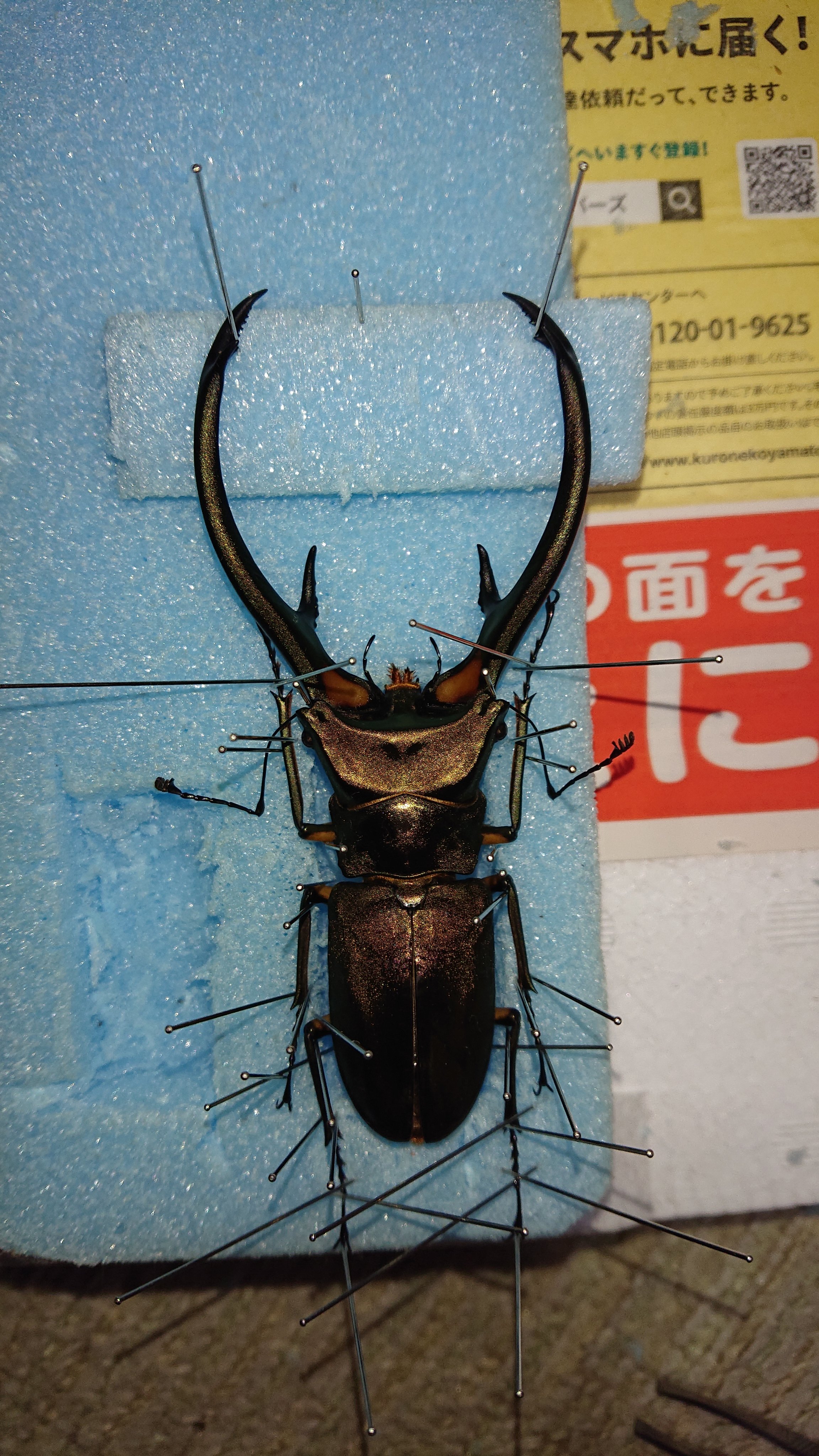 超人気新品 標本 クワガタ 53 虫類用品