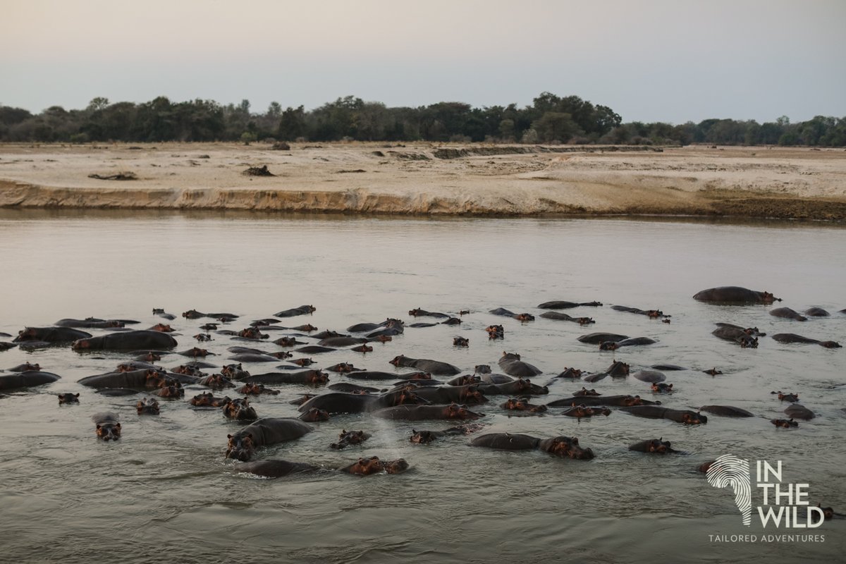 In The Wild tweet media