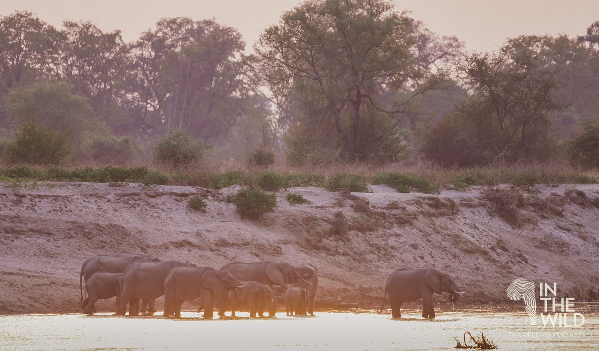 In The Wild tweet media