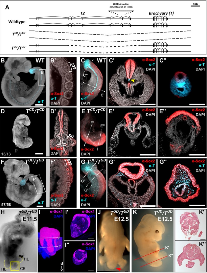 A 37 kb region upstream of brachyury comprising a notochord enhancer is essential for notochord and tail development 

An Open Access Research Article from Dennis Schifferl <a href="/d_schifferl/">Dennis</a>, Frederic Koch, Bernhard Herrmann and colleagues 

journals.biologists.com/dev/article/14…

#ReadandPublish