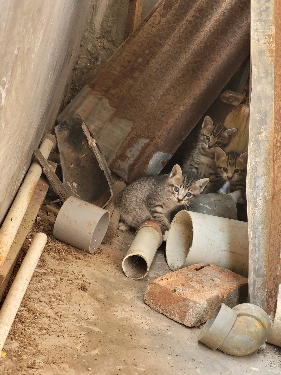ZOO_FESS's tweet photo. Zoo ayo reply dengan foto² anak kucing menggemaskan https://t.co/fpu16AAuyJ