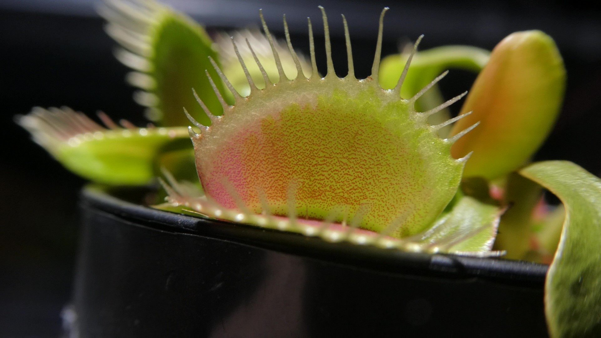 我が家の食虫植物 Carnivorous Plant Of My Home Wagaya844 Twitter