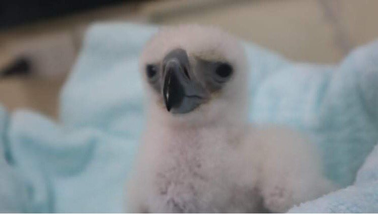 PhilEagleFdn's tweet photo. Luckily we have the right resources and equipment to shield and protect #chick29 from the elements and ensure that the baby eagle grows up as healthy as it can be! https://t.co/cnr94isHdX