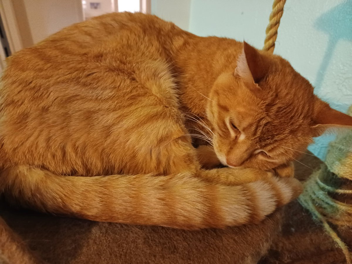 bjcMuse's tweet photo. Charlie's tail is broken please send him prayers and peaceful vibes

Scheduling a vet appointment soon https://t.co/jDJVeQ7olR
