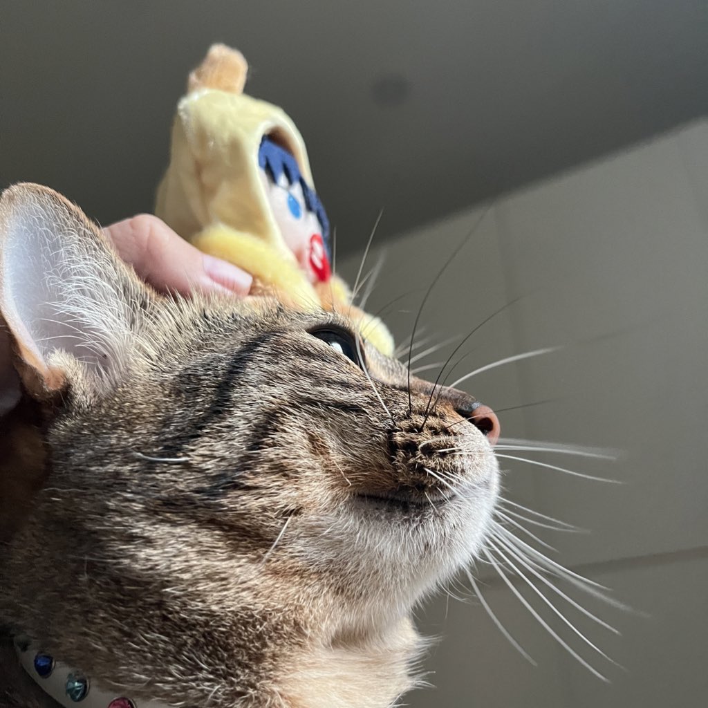 palinn____'s tweet photo. พ่กแมวบ้านมันไม่น่ารักตงไหน  🥺🤏🏻 https://t.co/2jvpf6JK4N
