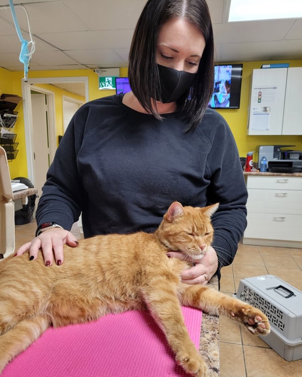 TrentonPet's tweet image. Appropriately named, Cheddar slept through his entire appointment where we not only trimmed his nails, but removed three ticks! It&apos;s December, and there&apos;s ticks - it&apos;s a FACT! #yearroundprotection
