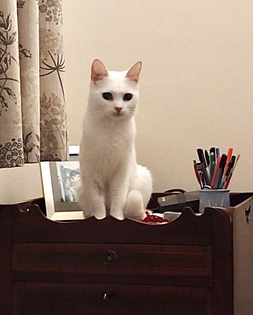 Sweetieallwhite's tweet photo. This was my first night with my new pawrents. I was very scared and stressed after living with a cat hoarder. I have been here a month now and I am starting to feel like this might be my new forever home. https://t.co/QC22uQuqAw