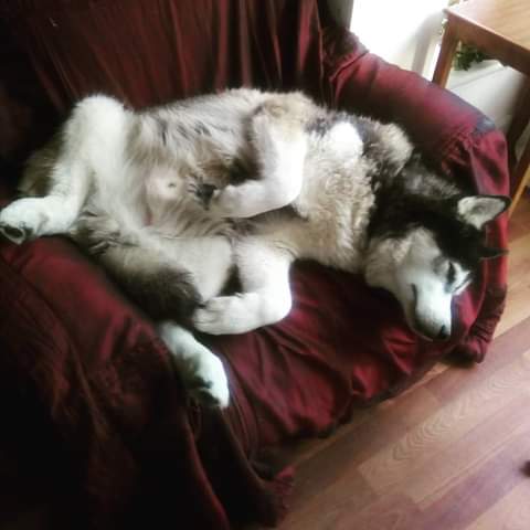 janeymcd23's tweet photo. Love this #MissingMaska #TheLadz πΊπΊ https://t.co/RNXJNQOVlB