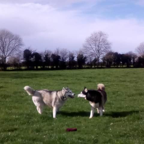 janeymcd23's tweet photo. Love this #MissingMaska #TheLadz πΊπΊ https://t.co/RNXJNQOVlB