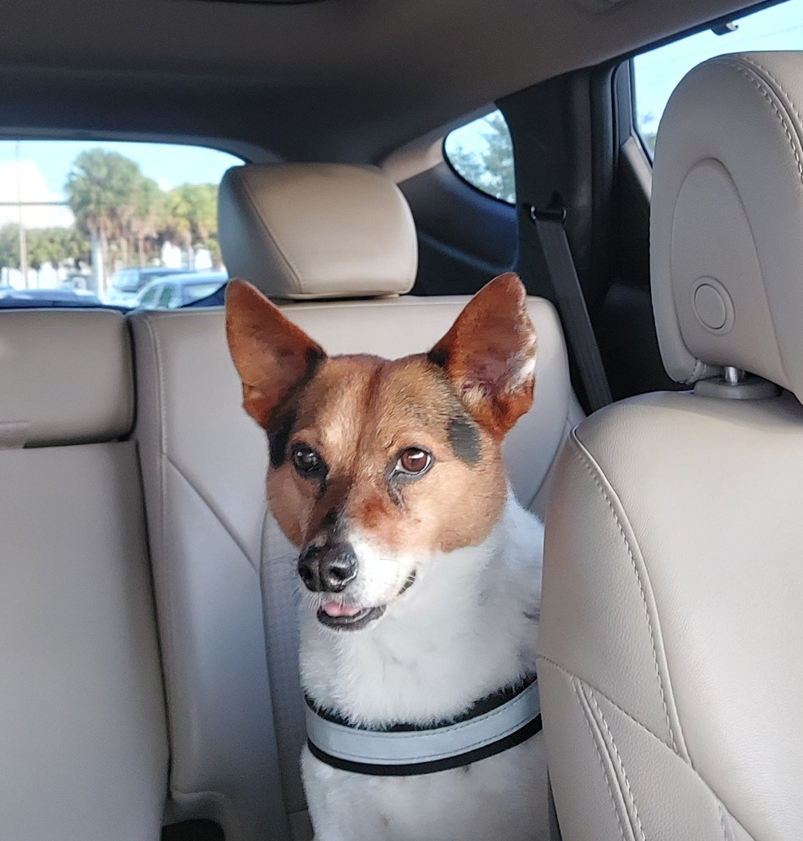 JPorkchop's tweet photo. Oh boy going for a ride this morning! What wait - eye doctor? Turn around! Let me out!!! #vetride #DogsofTwittter #dogtricked https://t.co/PVDp1G90XR