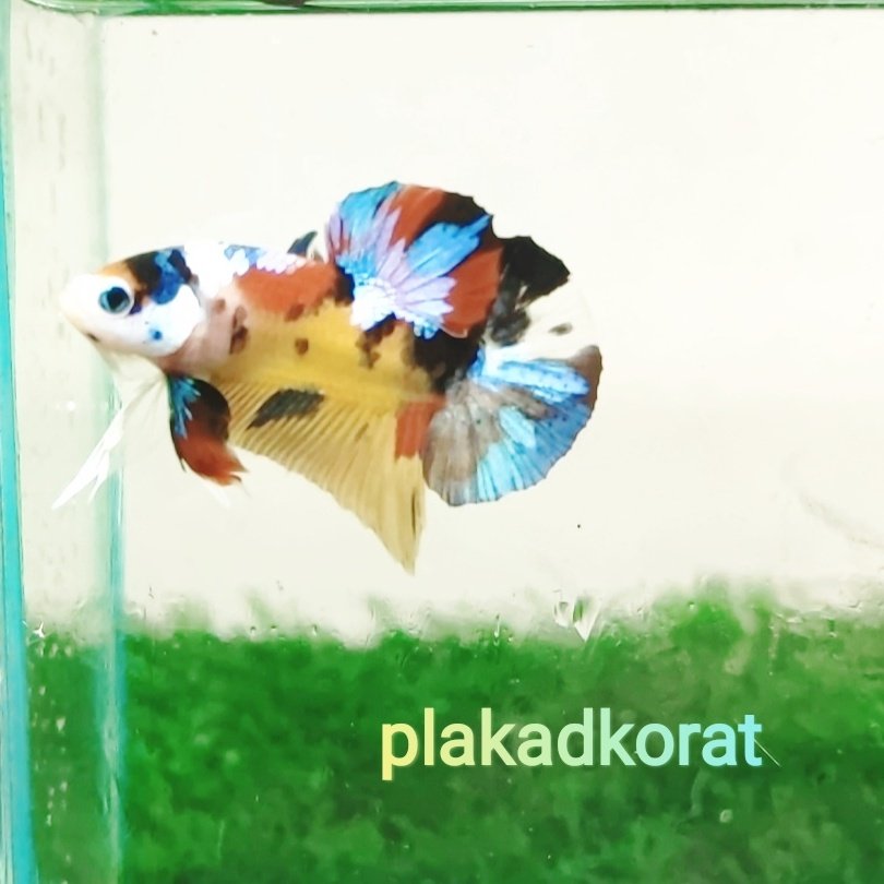 PLAKADKORAT's tweet photo. #NewProfilePic https://t.co/4JEpzHZZpw