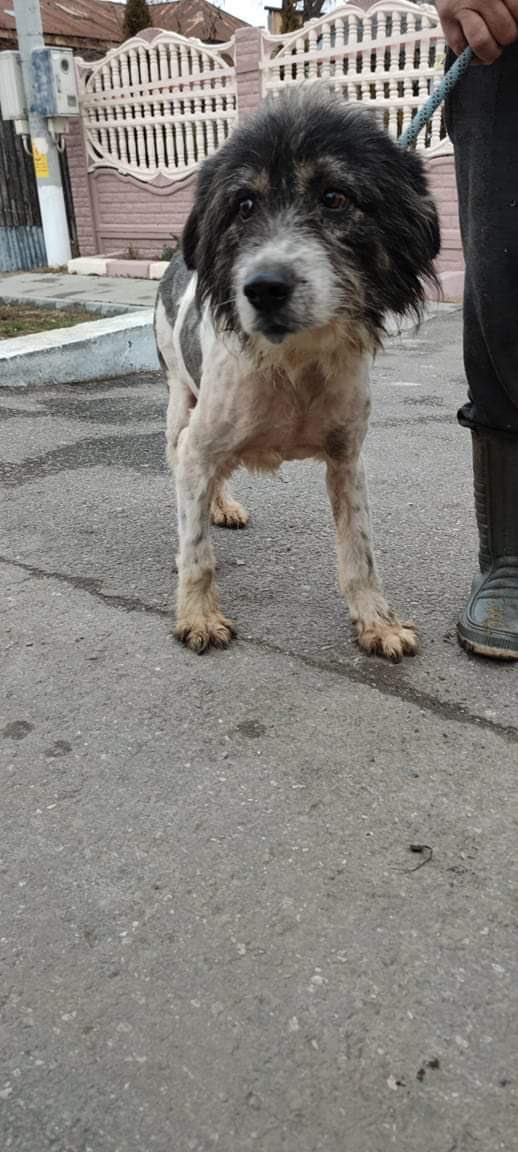 GillyMeeky's tweet photo. Look everyone. Oscar about to board the happy bus. He is on his way to his home ❤️❤️❤️ I can never thank you enough for helping to raise his bus fare. #dogsoftwitter #AdoptDontShop https://t.co/3WBLeDFTWs