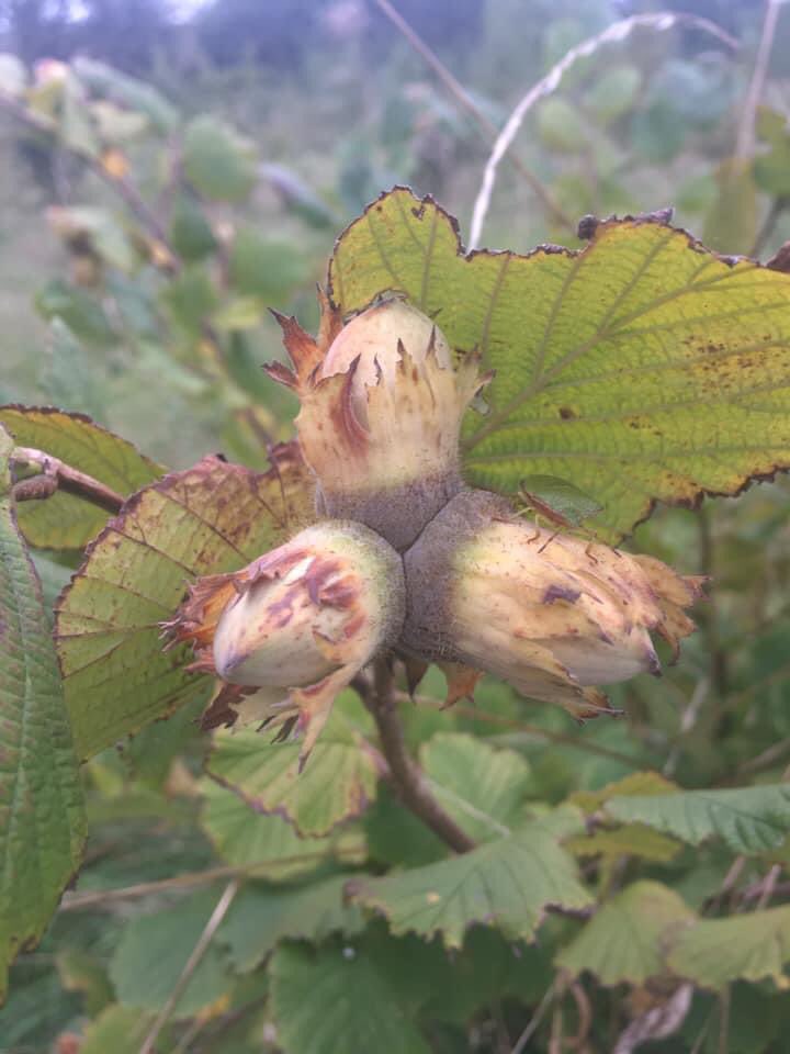 SmallholdersUK's tweet photo. We planted a variety of native trees, with the main theme being ‘foraging’, so we have lots of blackthorn, hawthorn, crab apple & hazel as well oak, maple, birch, aspen and self seeded ash & elder. We make #SlowGin, #HawVodka & #Elderflowervodka plus crab apple jellies! https://t.co/nqgTNCh7x5