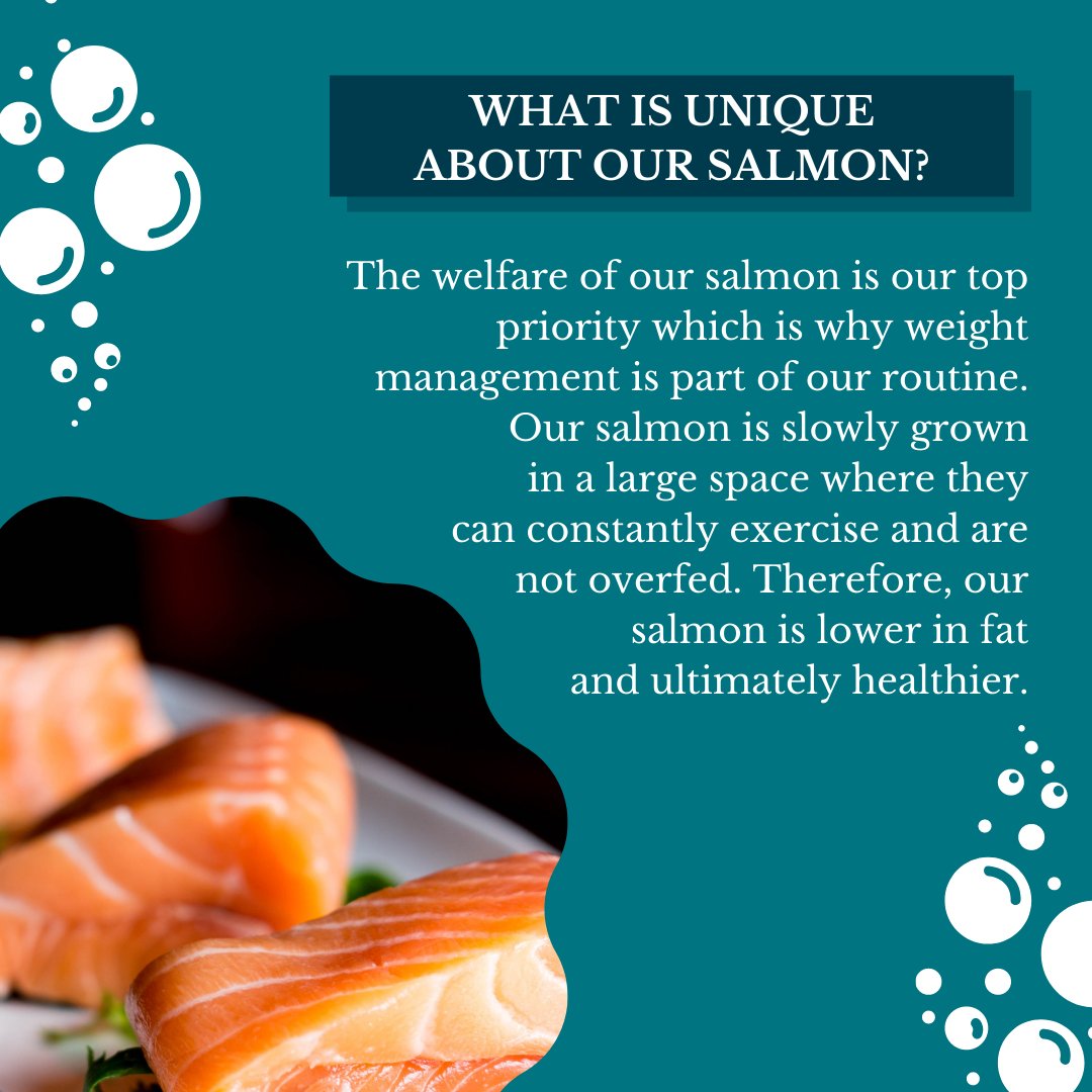The welfare of our salmon is a top priority for Wester Ross.  Our salmon are vigorous and ultimately healthier because they are slowly grown with a low stocking density and ample swimming space.  Slow growth promotes a superior taste and texture.

#Handreared #westerrosssalmon