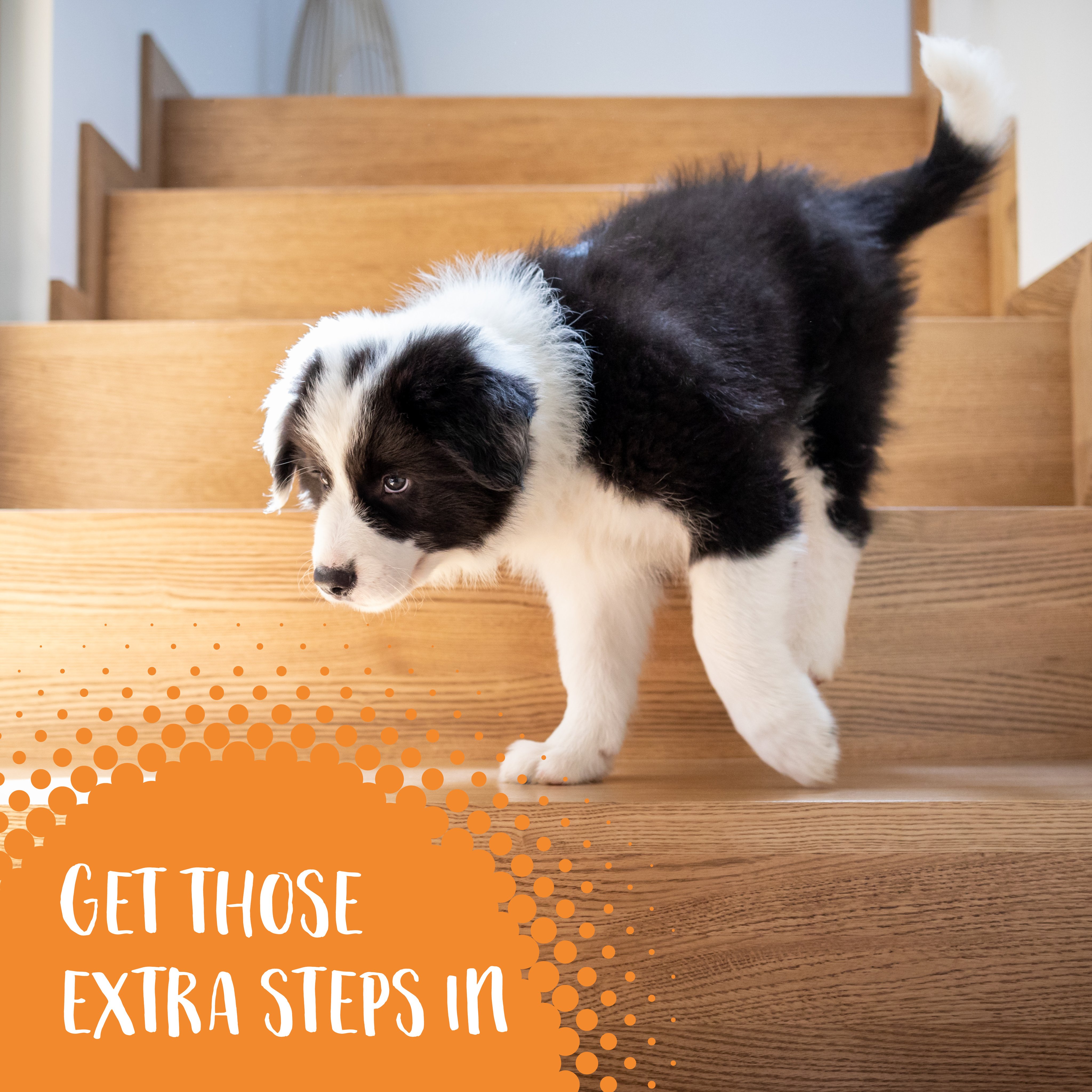 When Can Puppy Go Down Stairs