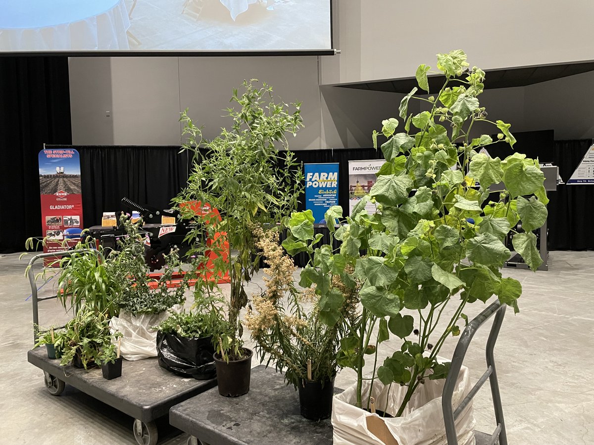 nciacrops's tweet image. Channeling my inner @IowaWeeds and @mjanders1 today at #SMS2021.  A little weed identification on tap for this morning.  Or maybe big weed i.d.?  Don’t be like this, don’t let your weeds get this big.  🤣