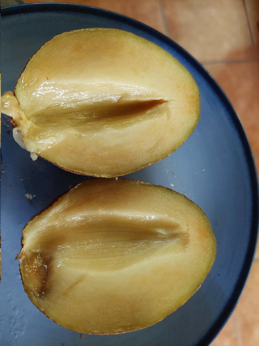 dmccaulay's tweet photo. Hi @Roosters_World Do you know the name of this tree? Fruit is bigger and grainier than a naseberry. No seeds.#treesearch https://t.co/HkNZwtFPJR