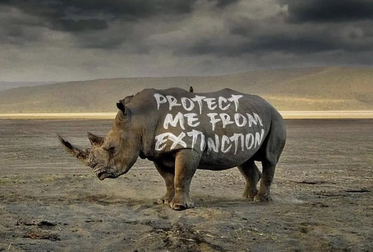 Come on world we need to up our game.
When they are gone they are gone. 
These precious animals belong to the world and for the world they need all our protection.