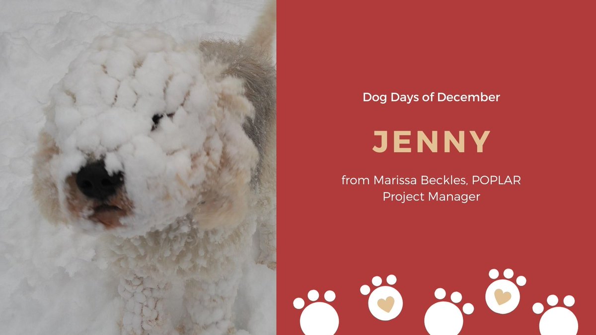 SEAMOKingston's tweet photo. #SEAMODogDaysofDecember Somebody loves the snow ❄️ This is Jenny, POPLAR Project Manager Marissa Beckles' winter doggo! #dogs #dogsofTwitter #pups https://t.co/yKUBInI7rj