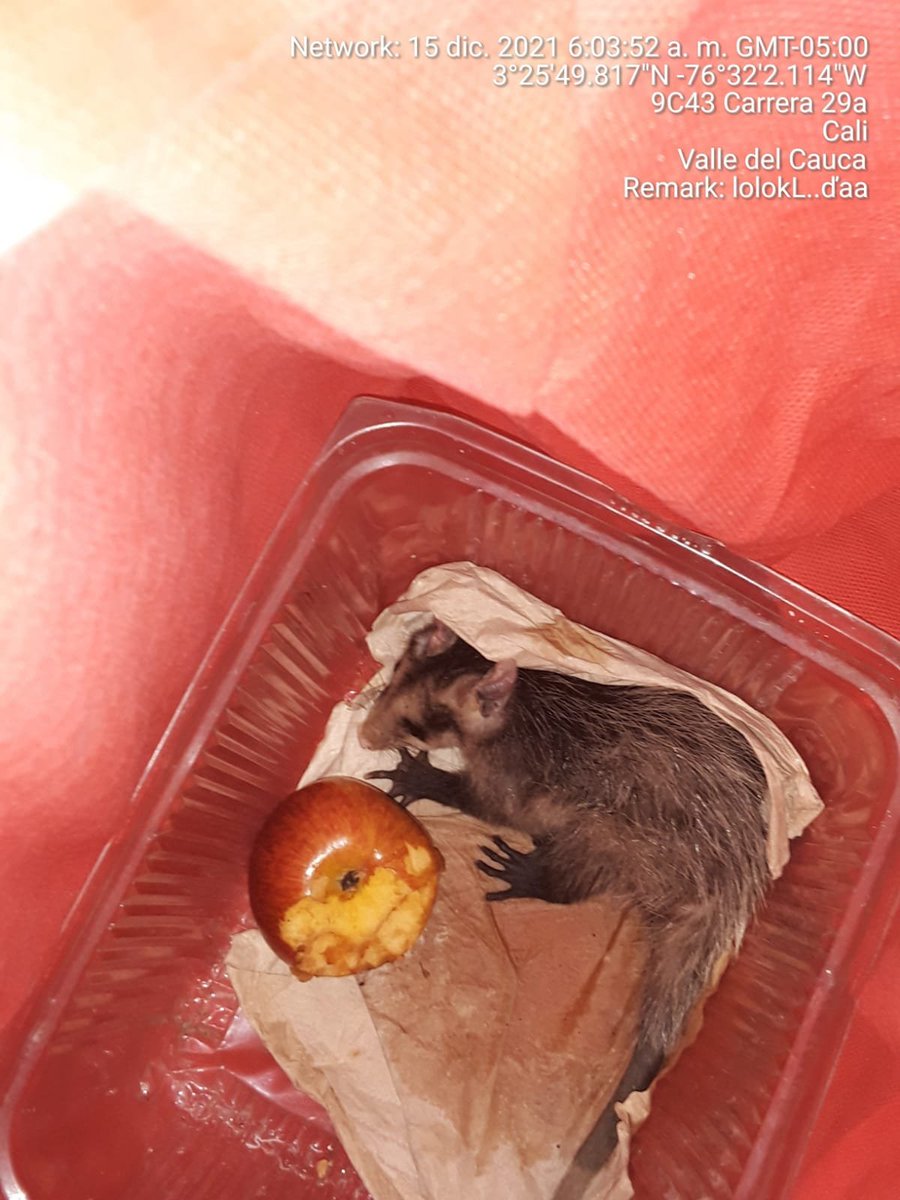 Cali24Horas's tweet photo. #ReporteC24H 🗣️ | Algunas imágenes 📸 del rescate de una zarigüeya a cargo del Cuerpo de Bomberos de #Cali el día de hoy, 15 de diciembre. La zarigüeya estaba en una cocina de una vivienda👇
@BomberosCali119 https://t.co/Q2gxRZGcwj