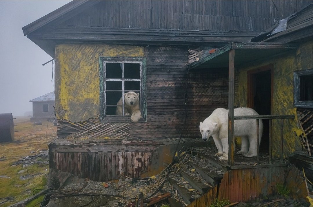Polar bears at an abandoned Soviet weather station on Kolyuchin Island, Dmitry Kokh @NatGeoru