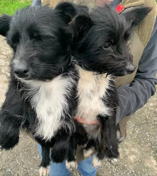 Please retweet to HELP FIND THE OWNER or INFORMATION REGARDING THESE 2 ABANDONED DOGS FOUND #LEDBURY #HEREFORDSHIRE 
Found today Dec 15 2021
More information👇
facebook.com/hwanimalrescue…
#dogs #DogsofTwittter  #pets #animals #England #Wales