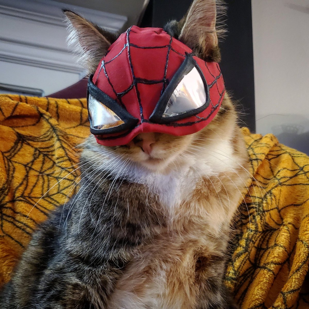 Cat_Cosplay tweet picture