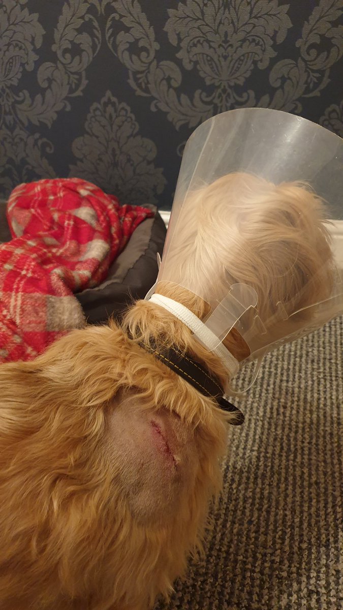 Thanks to <a href="/BarnsleyV4P/">Barnsley Vets4Pets</a> for looking after Jess today for a lump removal; fingers crossed histology is clear; anxious wait