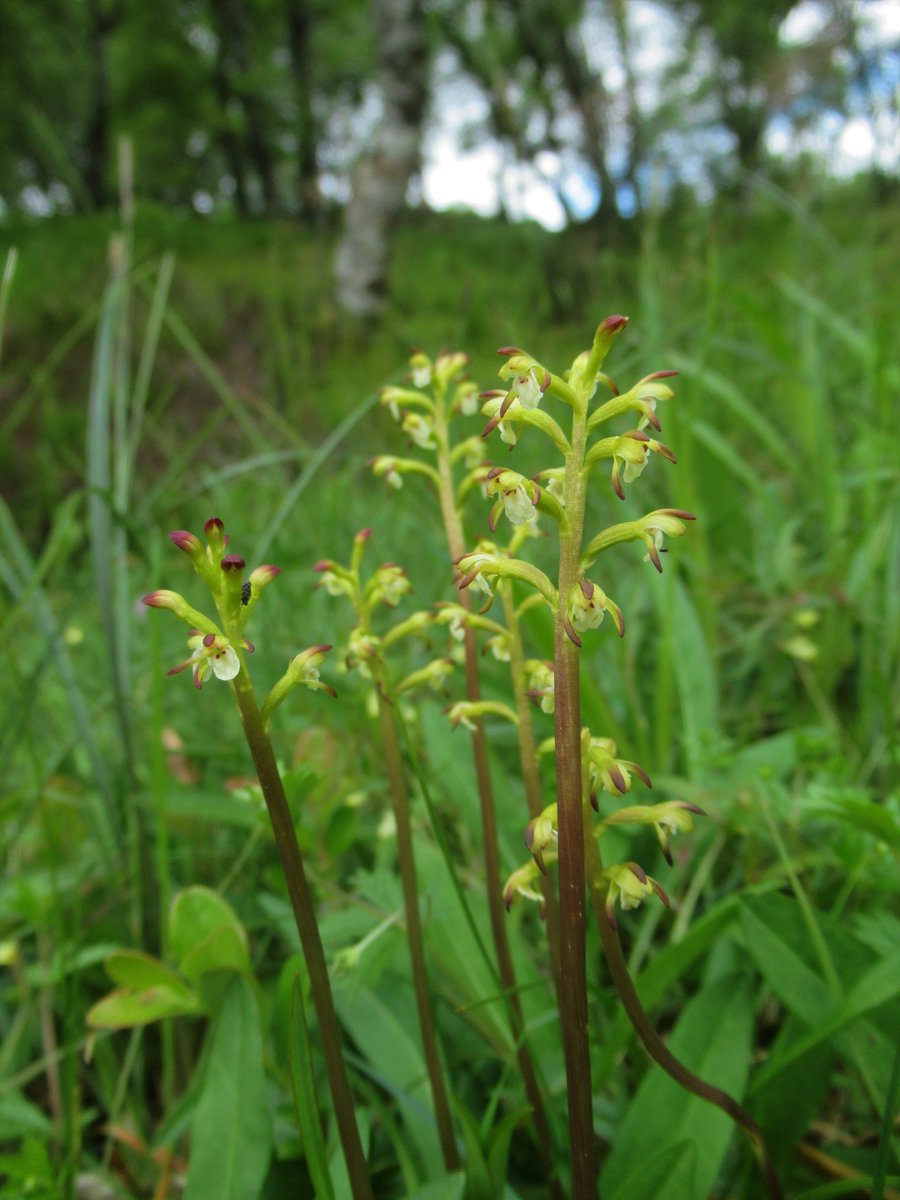 Watts_SH's tweet photo. #TreasuredPlants2021 Day15: Coralroot #orchid (Corallorhiza trifida). This #saprophyte grows in moss cushions and leaf litter in damp pine &amp; birch #woodland. I was really hoping I would find some at #Corrour during the summer, when we came across this patch by complete chance!🤩 https://t.co/TOIS51aGJz