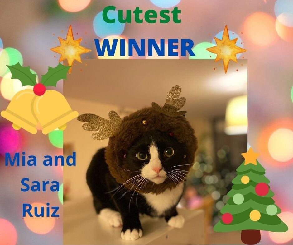 EdinPta's tweet photo. Look at these amazing winners in our Christmas Cracker Week best dressed pet/cuddly friend competition! https://t.co/Huza8yqTWj