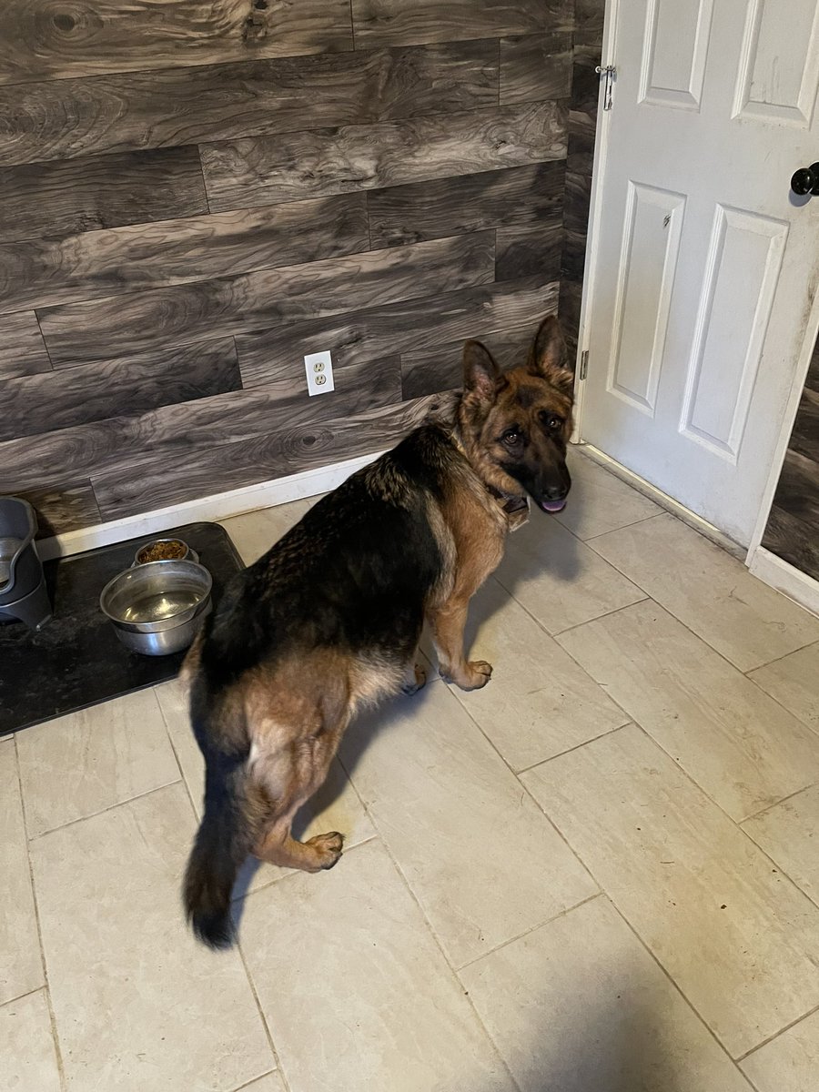 iamAllisonLong's tweet photo. @Jaclynhill Just took in a pregnant GSD as her mom has fallen on hard times and is in a shelter with her young daughter. So we could have Christmas puppies which is going to be so awesome. Also the mom and litter are going to be expensive so that part is not great. https://t.co/n0jA405GOo