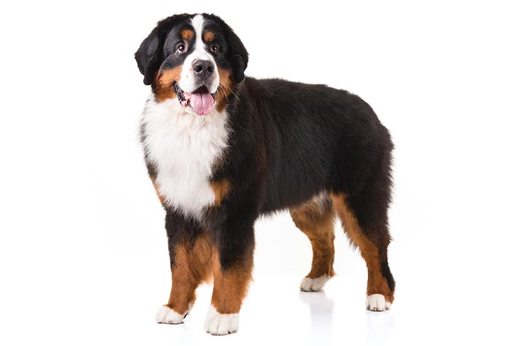 JLS_Longview's tweet image. Woof Wednesday! 🐶

This week: Bernese Mountain Dog

Berner owners will tell you to buy a good vacuum cleaner.
The breed has a double coat and sheds profusely. They also cast off their coats seasonally or cyclically.