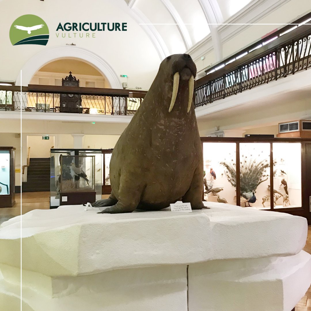 BLOG ALERT: Quick Sunday read, looking at the amazing <a href="/HornimanMuseum/">Horniman Museum and Gardens</a> 

agriculturevulture.com/horniman

Ft: A shout out to some of my Dulwich faves who get a mention for being so awesome <a href="/dhstorg/">Dulwich Hamlet Supporters' Trust</a> <a href="/DulwichHamletFC/">Dulwich Hamlet FC</a> <a href="/WildlifeTrusts/">The Wildlife Trusts</a>