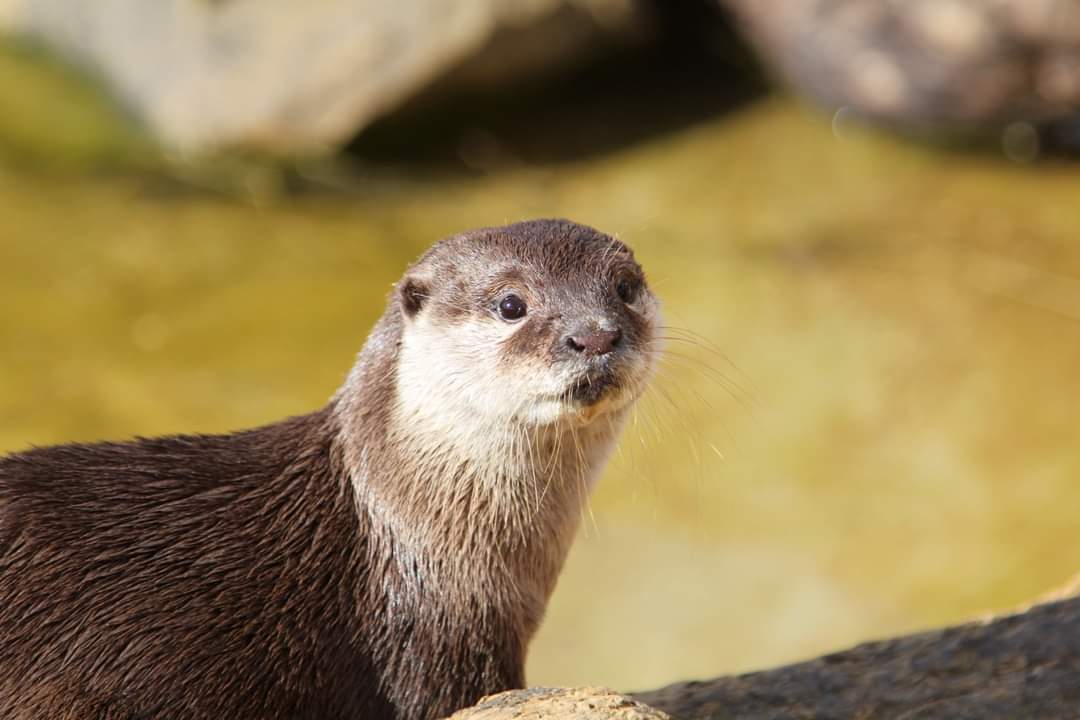 Still looking for the perfect 'animal lover' gift?

Our animal adoption packs are an excellent way to help support our wildlife park while providing someone with a unique gift - each adoption pack even includes two free entry tickets.

Adoption can be bought via our website!
