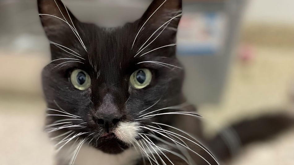 ScituateAnimalSheltr tweet media