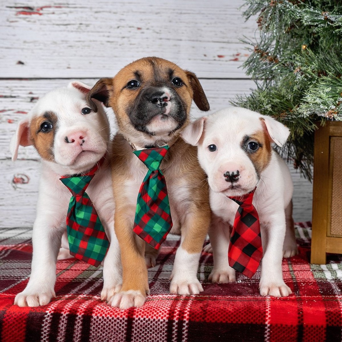We love supporting rescues! Check out @savinggracenc adoptable pups modeling our Long Ties 😍

#savinggracenc #dogrescue #SGTripawdSquad #adoptable #northcarolina #rescuesofnc #supportlocal #supportrescues #dogsofnc #donate #savelives #huxleyandkent