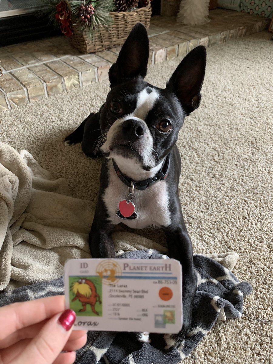 LaurenKriegAPES's tweet photo. This is Toby, he is an example of a K-strategist because he was born with only a few other offspring and was cared for by his mother for a while. K-strategists are all about quality over quantity, unlike r-strategists. @franklinlorax #apesecology https://t.co/DM1UeL1e5T