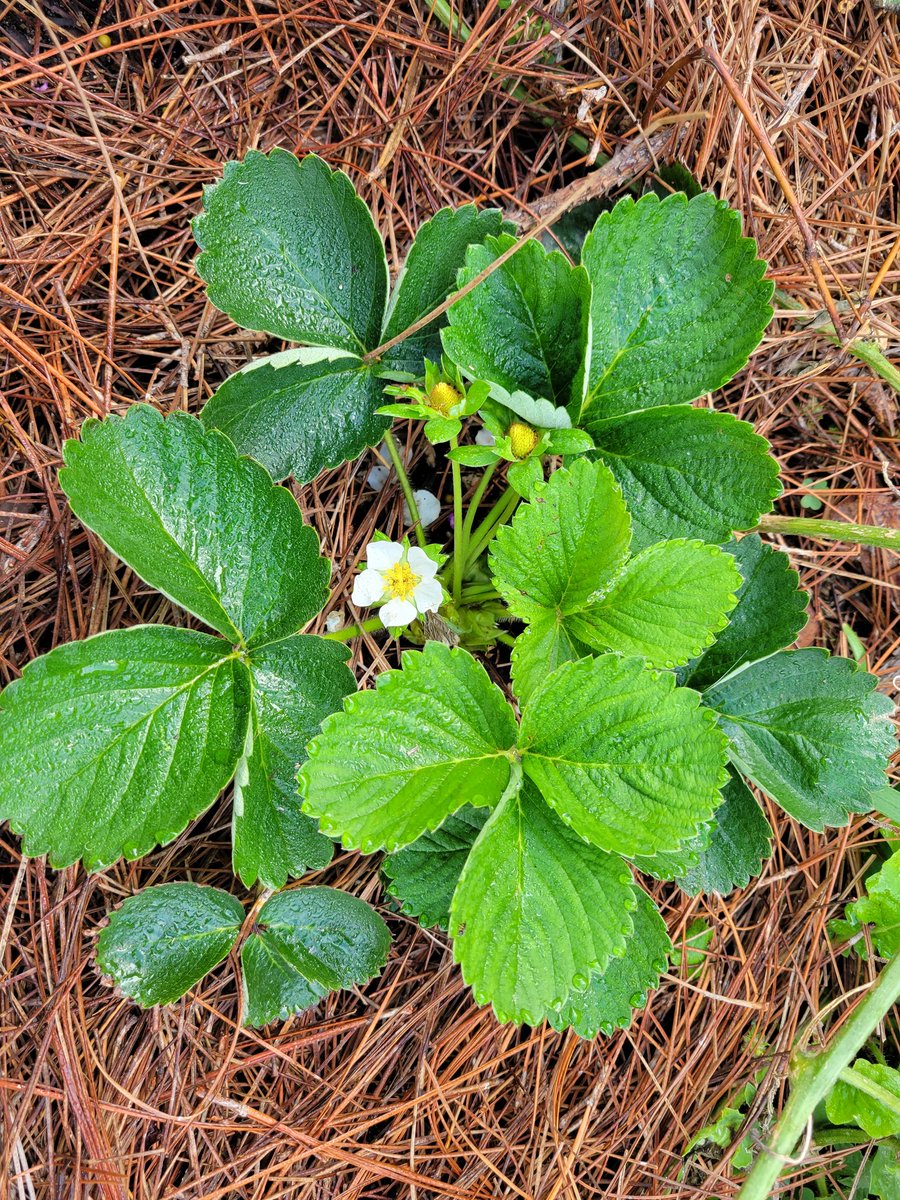 PackerRTGG (@packerrtgg) on Twitter photo Hooray for the perfect teaching tool! Second graders <a href="/rennellredhawks/">Rennell Elementary</a> are learning about strawberries today. Lucky for them, third grade already planted this beauty which now has a flower and two tiny strawberries!@readygrowgarden <a href="/CFISDScience/">CFISD Science</a> <a href="/meredithakers/">Dr. Meredith Akers</a> Hooray for the perfect teaching tool! Second graders <a href="/rennellredhawks/">Rennell Elementary</a> are learning about strawberries today. Lucky for them, third grade already planted this beauty which now has a flower and two tiny strawberries!@readygrowgarden <a href="/CFISDScience/">CFISD Science</a> <a href="/meredithakers/">Dr. Meredith Akers</a>