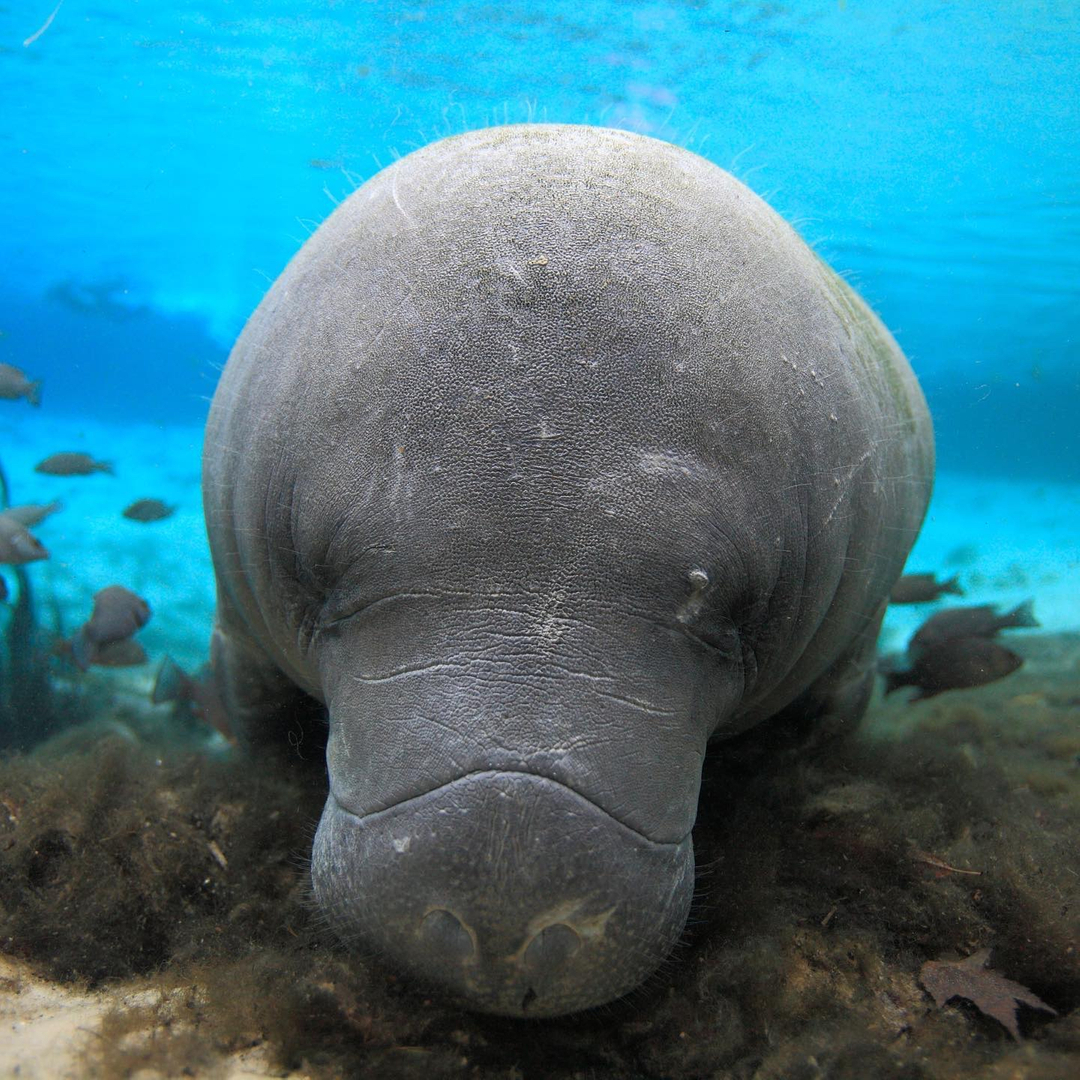 Manatees love to graze on seagrass and algae, but too often their diet includes something else -  plastic.
.
Manatees have been found to consume plastic bags and other types of plastic, which can be deadly to them. This #ManateeMonday, symbolically adopt a manatee to support Ocea