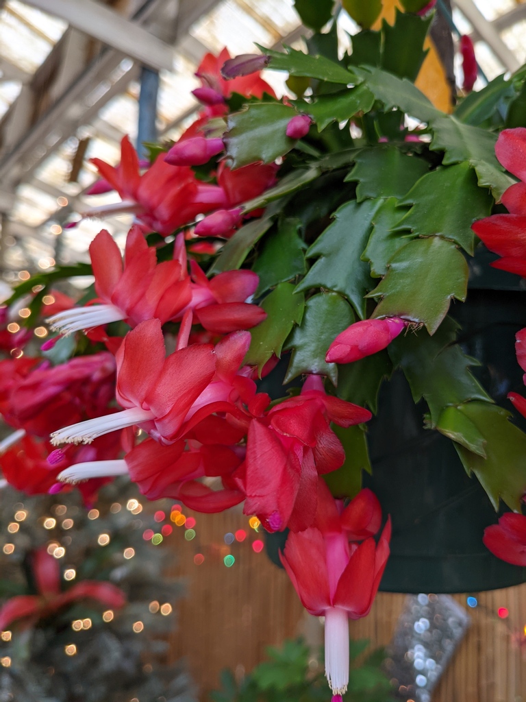 These lights are SO festive! 😻 

Christmas Cacti are gorgeous blooming succulents with stunning colorful, tubular flowers. Give as a long-lasting gift - these beautiful plants can live for years with the right care!