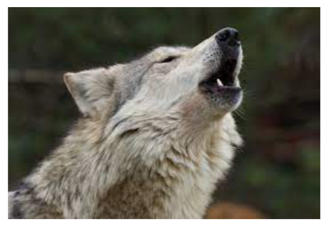 Good Morning Peeps✌️😷💉💉🍁🇨🇦

Wishing all intelligent people a great day.
#SaveTheLobo