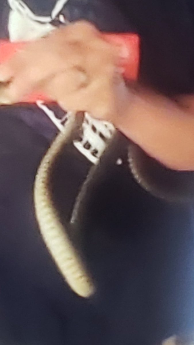 GodsDaughterYep's tweet image. Christmas Sssssssssurprise, #Wheew! That was scary yep; a snake 🐍  in your Christmas  Tree 🎄?  😨😱😨😱😨 #TheNine