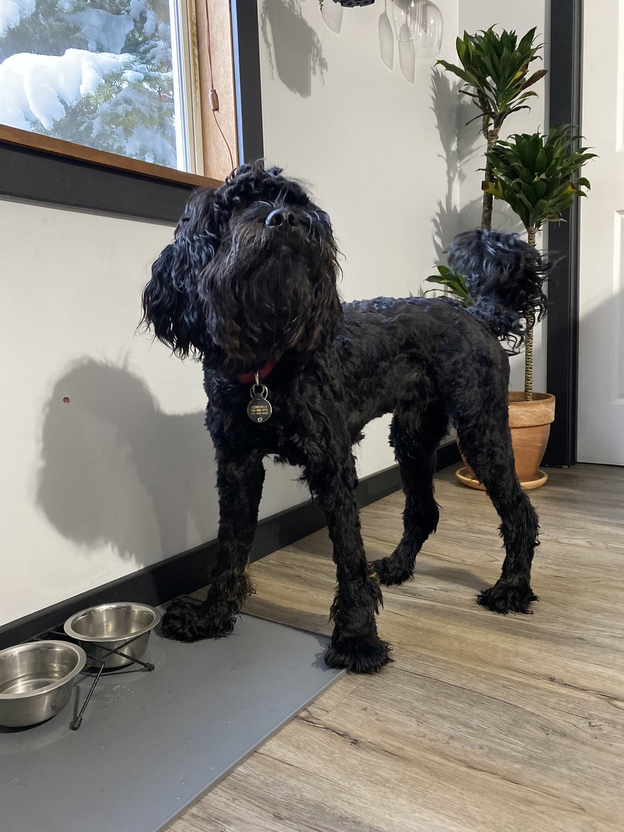 _danaleanne's tweet photo. can you tell that hendrix was sent home from the groomers mid cut yesterday for “behaving like a velociraptor” 🤦‍♀️ https://t.co/zZkaKFvut1