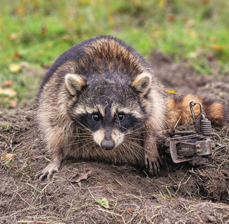 NHCART's tweet photo. Trapping is incredibly painful. In videos when the trapper approaches the terrified animal, they struggle to get away and get free. Sometimes after being so tired they just implore with their eyes "Please don't hurt me and let me go".  #NHCART #BanTrapping https://t.co/8IpSKJHoQK