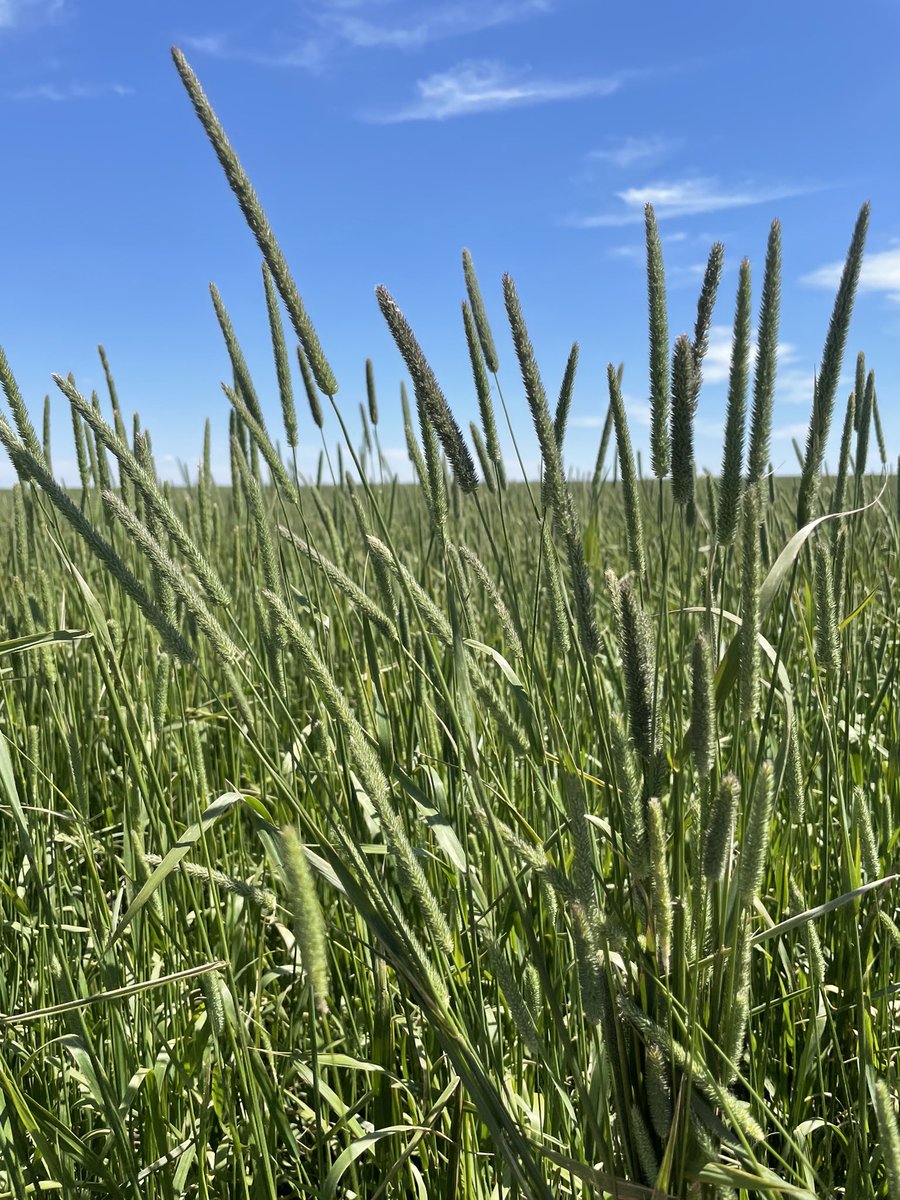 Green Prairie International Inc. tweet media