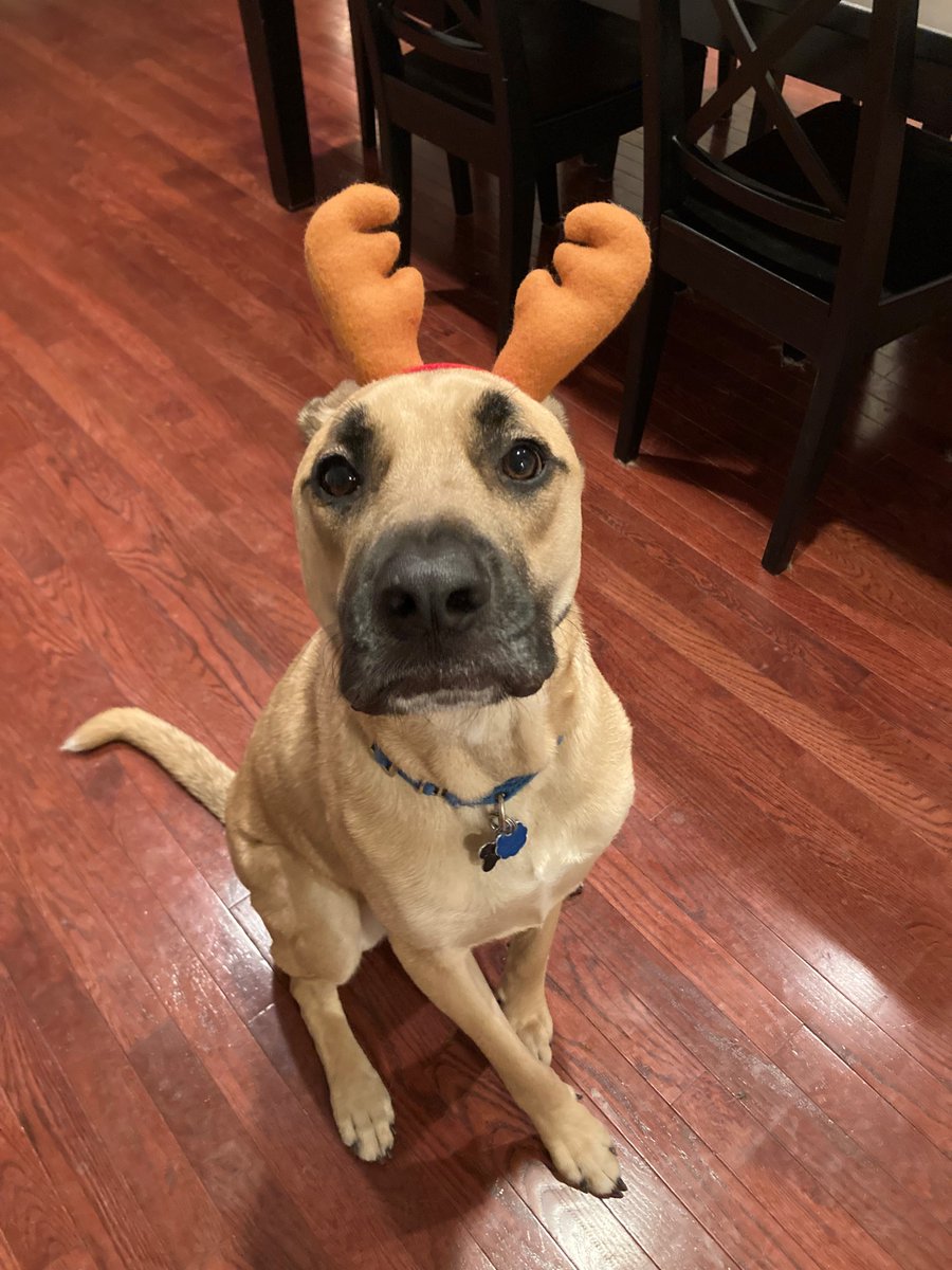 Happy holidays from my favorite reindeer! #rescuepup #holidaycheer