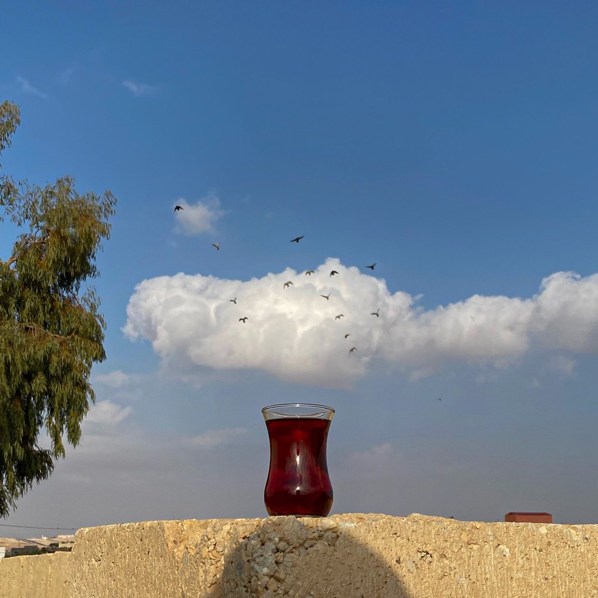 فَ الحجايا tweet media